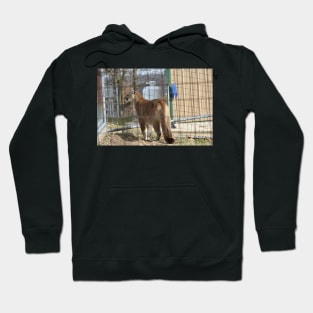 Cougar Hoodie